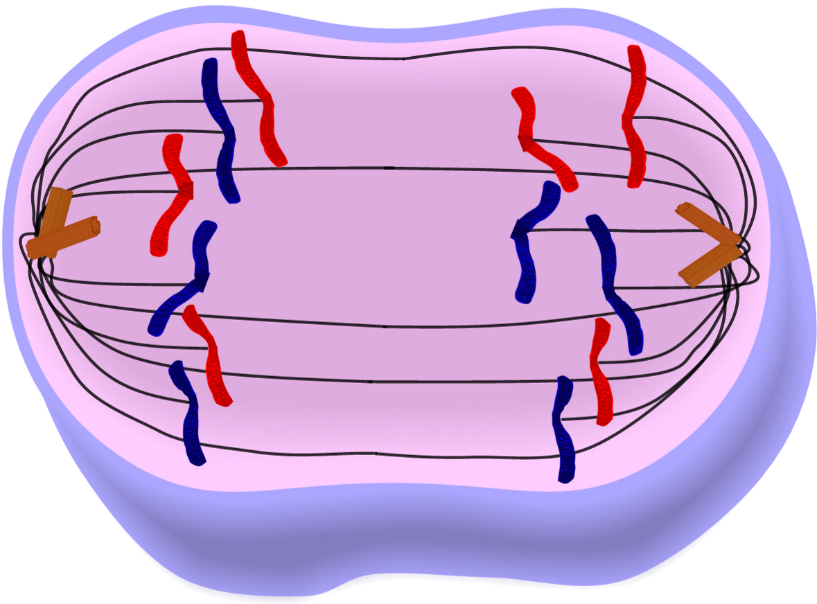 Anaphase Of Mitosis - Anaphase In Mitosis (1189x875), Png Download