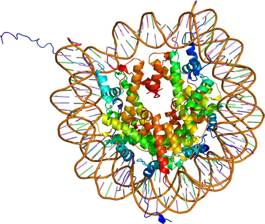 Animal Cell Diagram Labeled For Kids - Histone Modification (929x793), Png Download