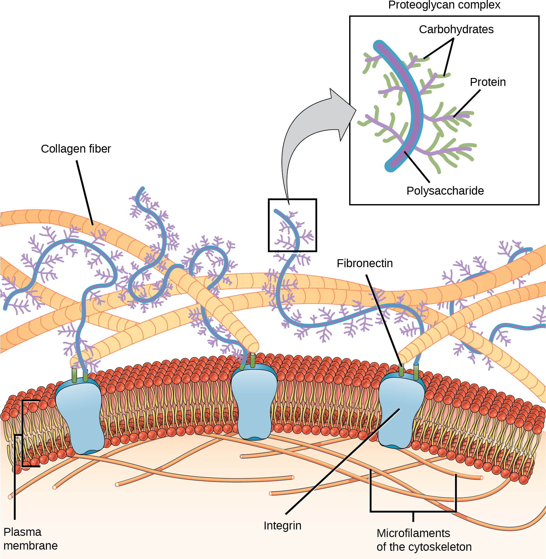 Fiber Of Extracellular Matrix (1792x1835), Png Download
