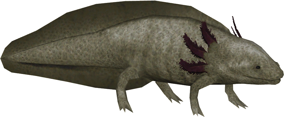 Axolotl - Zoo Tycoon 2 Axolotl (977x977), Png Download