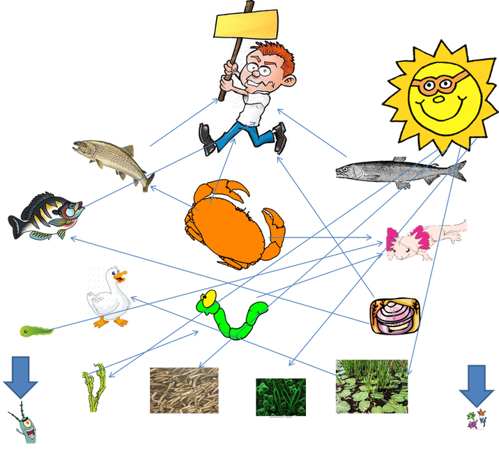 Food Web For Axolotl - Food Chain For Axolotl (716x644), Png Download