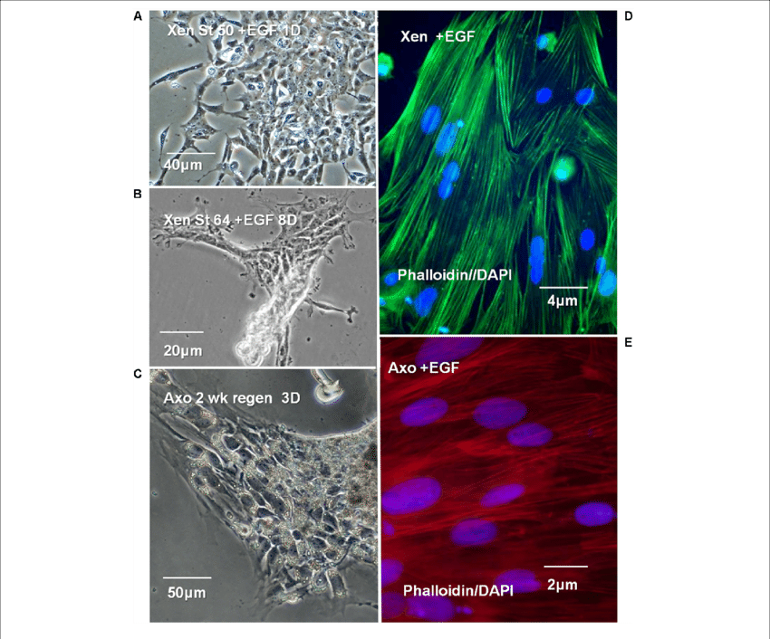 Xenopus, Axolotl Cell Culture In Egf Containing Culture - Cell (850x706), Png Download