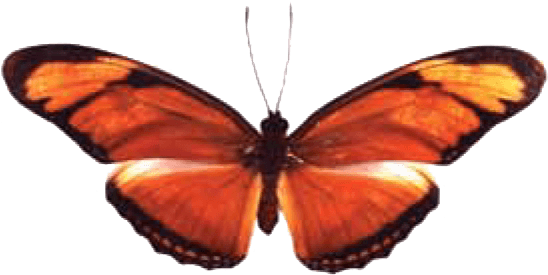 Butterfly House At Put In Bay - Put-in-bay (562x296), Png Download