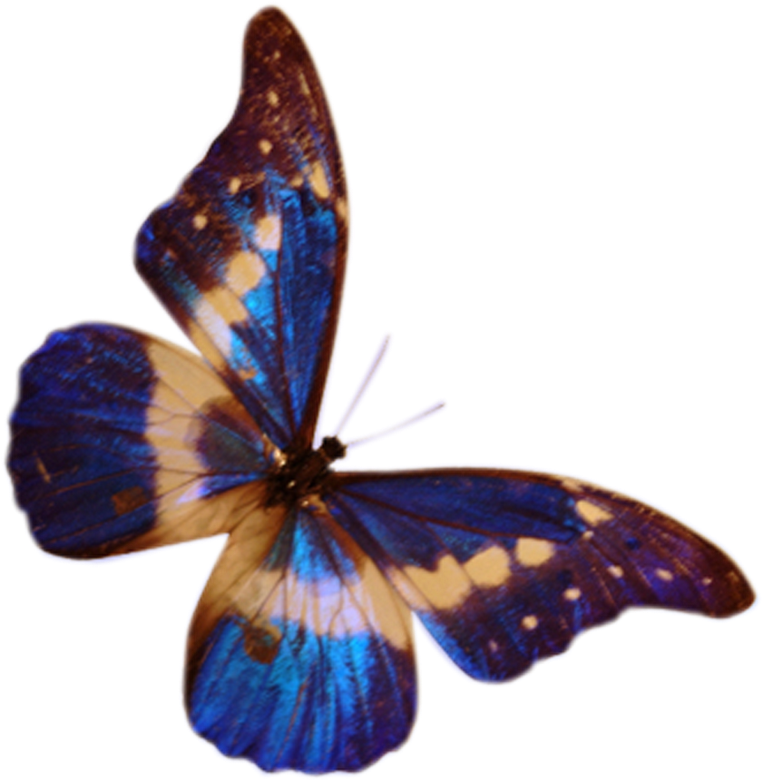Butterflys Butterfly Png Photoshop Png My Blog - Butterflys Frames Png (1600x1280), Png Download