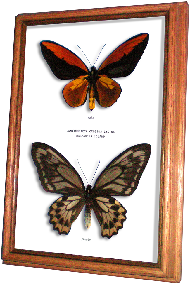 Wildwood Insects Framed Wallace's Golden Birdwing Butterfly - Birdwing (650x968), Png Download