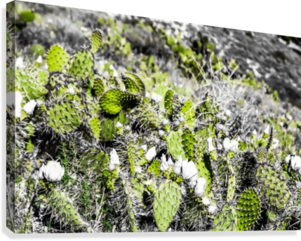 Texture Of The Green Cactus With White Flower In The - Canvas Print (429x344), Png Download