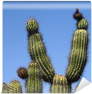 San Pedro Cactus (400x400), Png Download