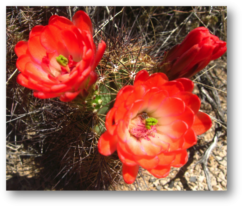 Scarlet Hedgehog Cactus Echinocereus Coccineus - Large-flowered Cactus (800x684), Png Download
