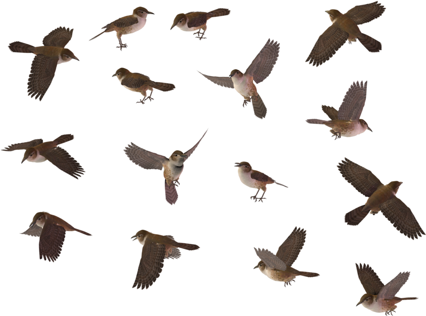 Wren - Bird Top View Png (1024x639), Png Download