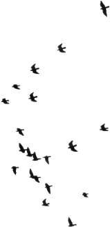 Report Abuse - Bird (323x454), Png Download