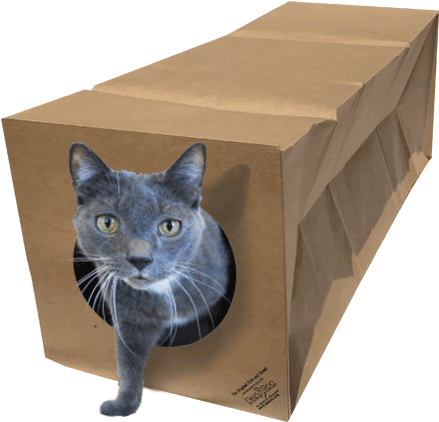 Cat (621x621), Png Download