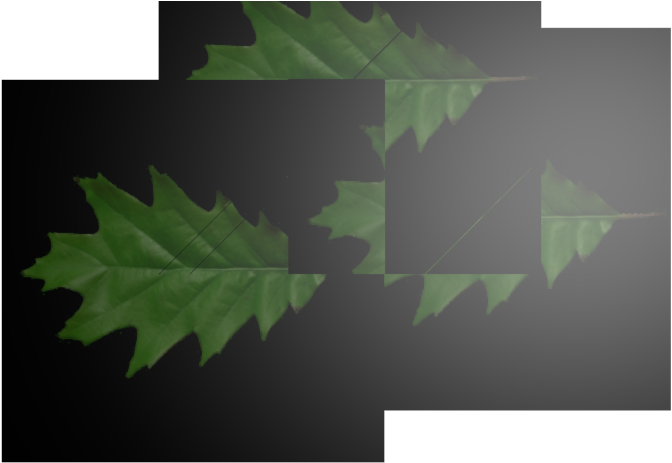 3renderedleaves 110 Kb - Maple Leaf (960x540), Png Download