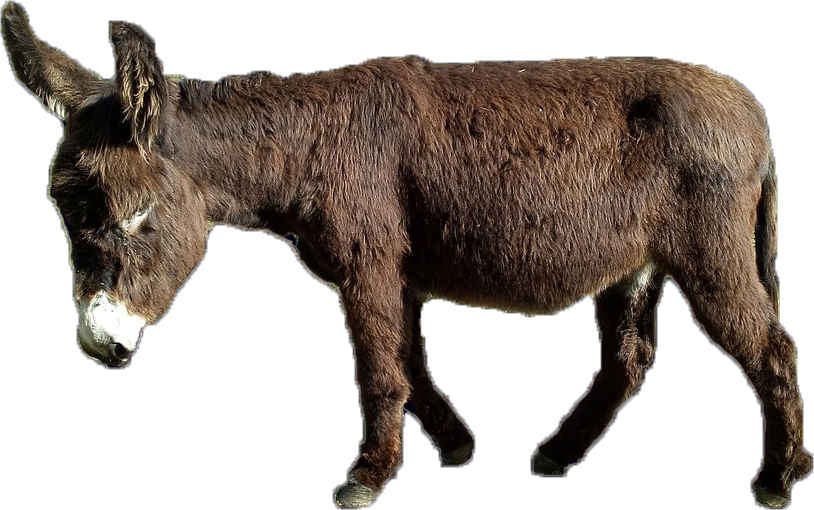 Text, Images, Music, Video - Glogster (814x510), Png Download