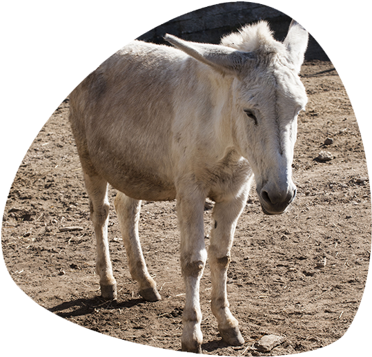 Donkey (696x531), Png Download