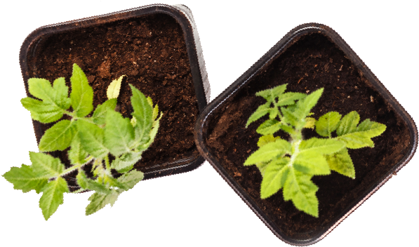 Grow With Us On Social - Houseplant (602x364), Png Download