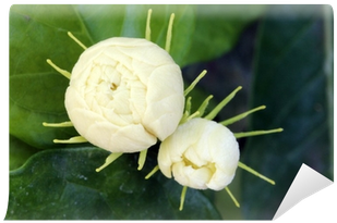 Garden Roses (400x400), Png Download