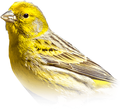 Canary - Colored Red Canary For Sale (410x449), Png Download