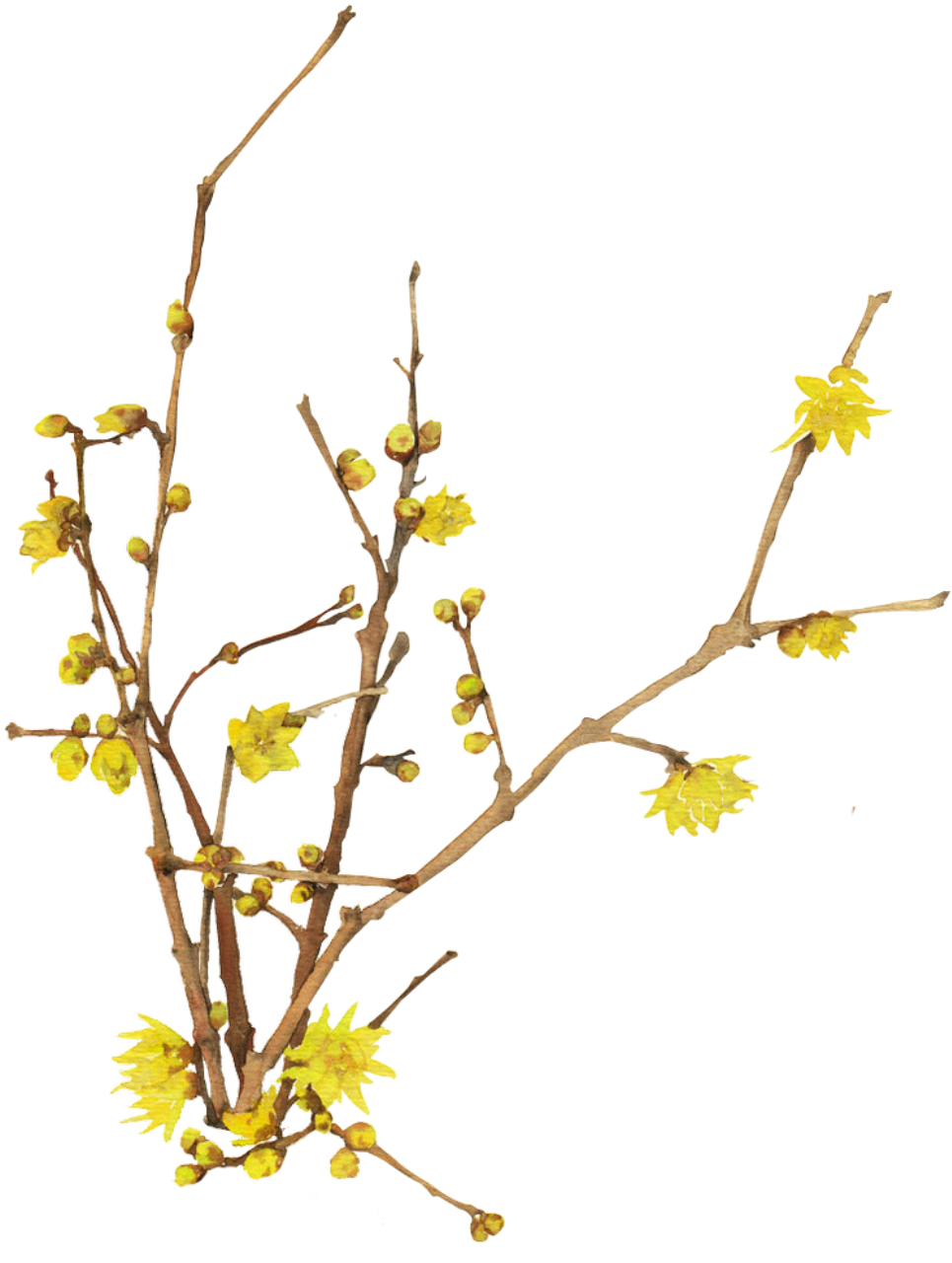 Bright Spring Jasmine Transparent Decorative - 개나리 Png (1024x1551), Png Download
