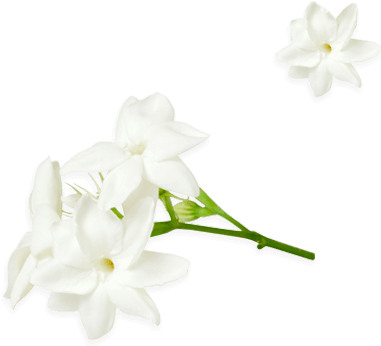 Jasminum Officinale - Jasmine (600x450), Png Download