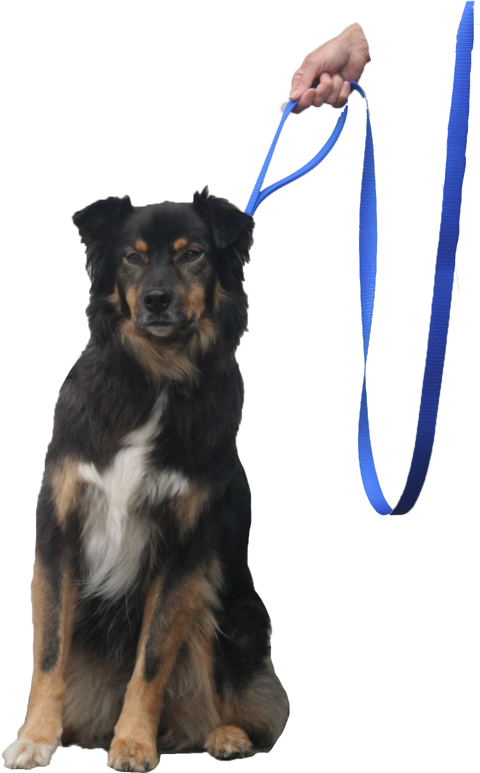 Download Quick Halt Leash Dog Bebopusa Pet Leashes Leash Full Size PNG Image PNGkit