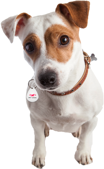 We Just Spotted Him Down 7 Josephine Road, Brighton - Terrier (874x618), Png Download
