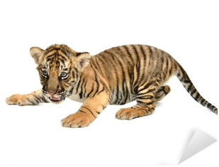 Baby Bengal Tiger Sticker • Pixers - Baby Bengal Tiger Cub - Large Cotton Tea Towel From (400x400), Png Download