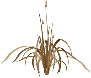 Start Over - - Plantas De Agua (386x339), Png Download