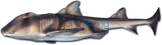 Port Jackson Shark - Port Jackson Shark Edible (648x350), Png Download