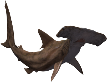 Sources - Great Hammerhead Shark Png (480x300), Png Download