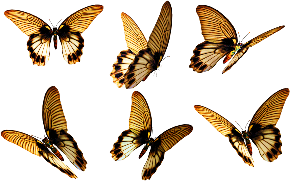 бабочка летит. Flying butterfly. полет бабочки. бабочки. бабочки картинки.
