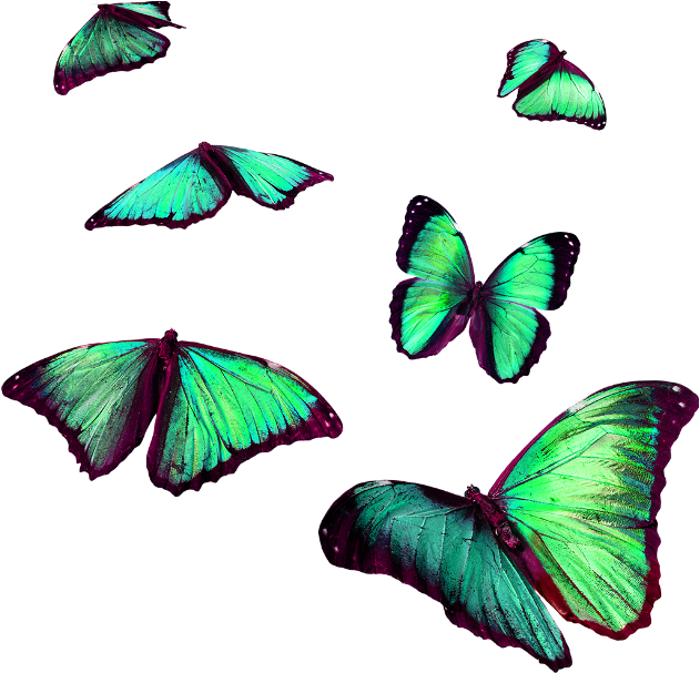 Report Abuse - Flying Butterfly For Picsart Png (720x1136), Png Download