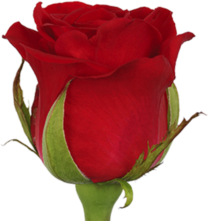 Hot Blood - Garden Roses (750x750), Png Download