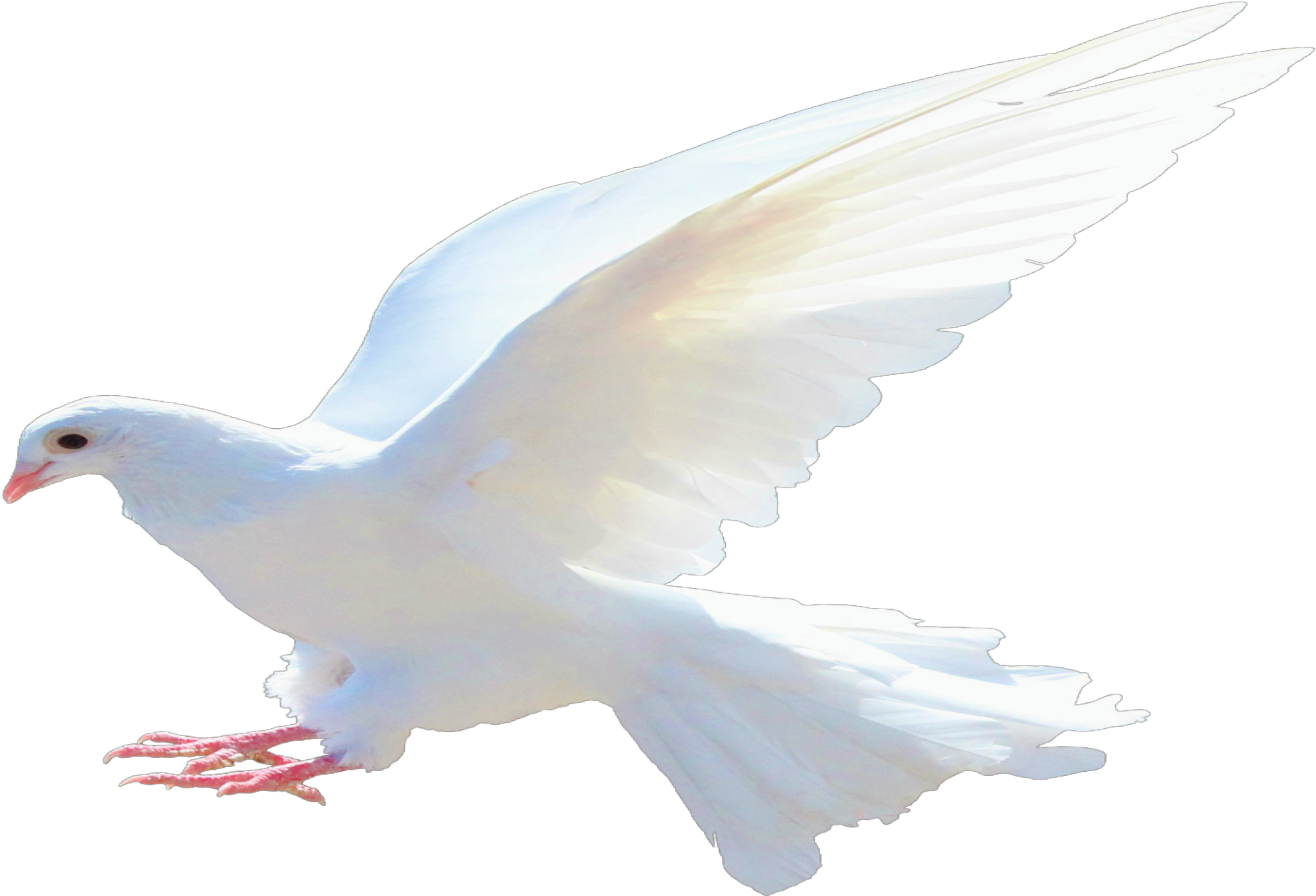 Watch “pastor E - Dove Png (2144x1424), Png Download