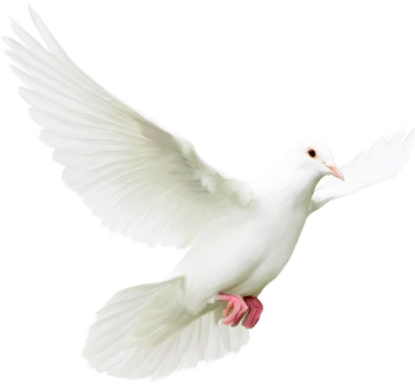 White Doves (600x555), Png Download