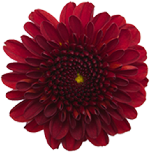 Rebasco Rebasco - Barberton Daisy (800x800), Png Download
