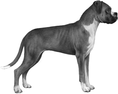 Boxer - B&w - Rottweiler Stencil (450x360), Png Download