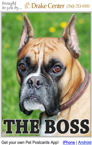 Pet Post Cards Boxer Dog - Stock Photography (350x600), Png Download