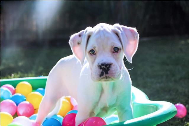 Photo Of Miracle - Boxer Adoption Qld (638x638), Png Download