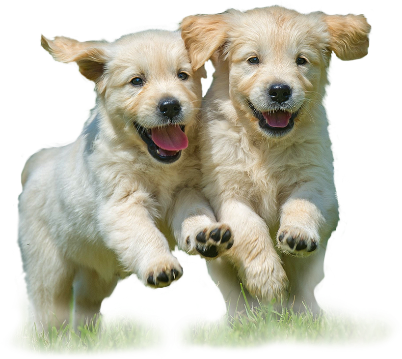 Reduce, Reuse, Recycle - Dogs Running (950x1083), Png Download