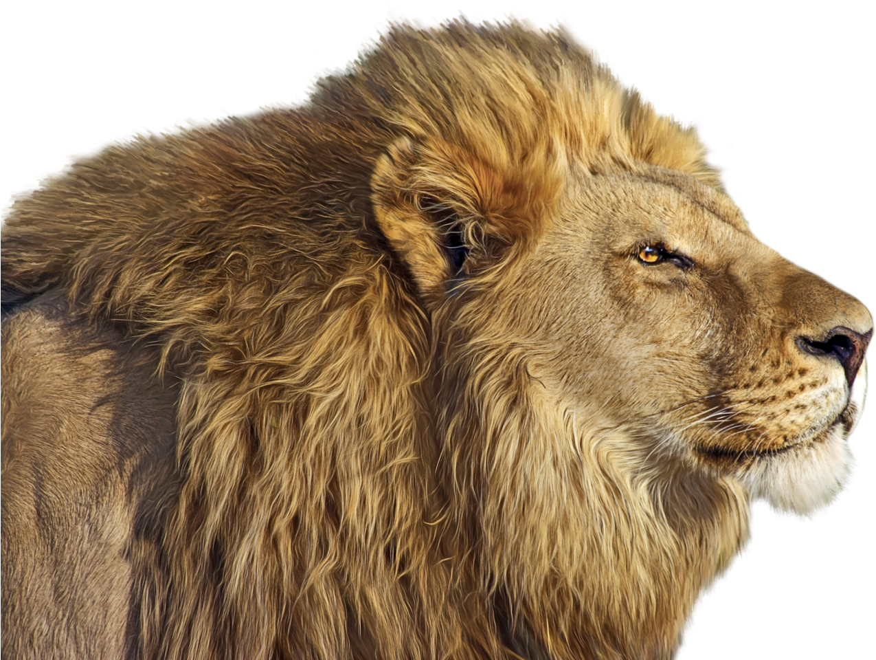 Lion Png Clip Art - Wild Life Animals 4k (1292x975), Png Download