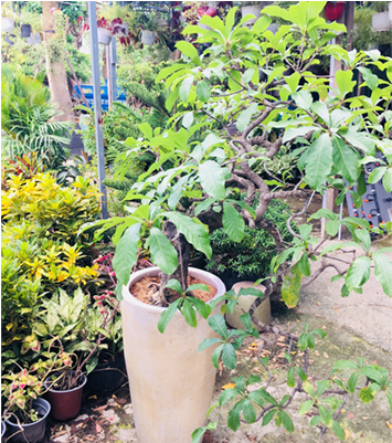 Mai Vàng Ngày Tết - Ochna Integerrima (503x400), Png Download