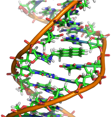 Ethidium Bromide Dna Structure (400x400), Png Download