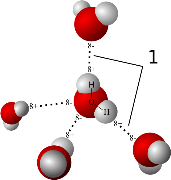 Hydrogen Bonds Between Water Molecules - Hydrogen Bonding (600x596), Png Download