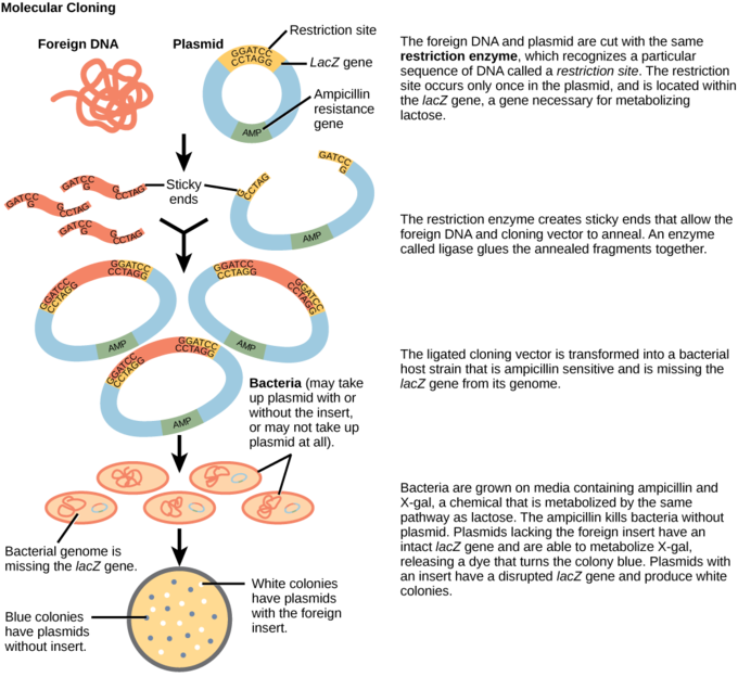 This Diagram Shows The Steps Involved In Molecular - Steps In Gene Cloning (680x624), Png Download