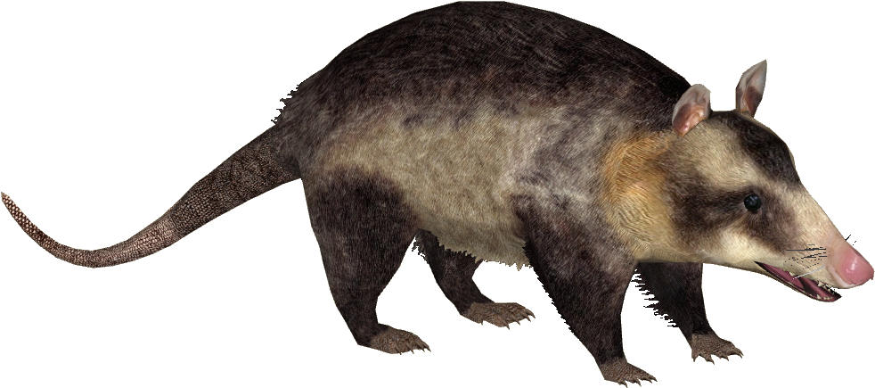 Common Opossum - Opossum Zt2 (981x981), Png Download