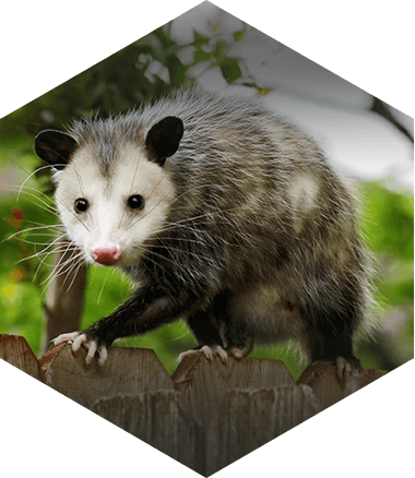 North American Beaver - Opossums Ticks (380x438), Png Download