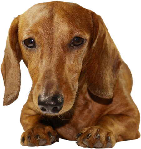 Why Choose A Dachshund To Be The Star Of Your Ecard - Doxie Dachshund Wiener Weiner Dog Dauchsunds Christmas (495x500), Png Download