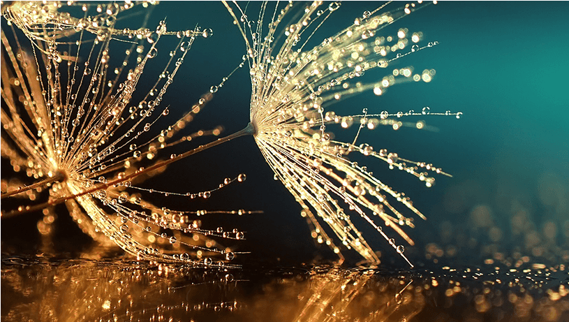 See The Big Picture - Dandelion Seeds (lbh 50x50x2 Cm) (1035x514), Png Download