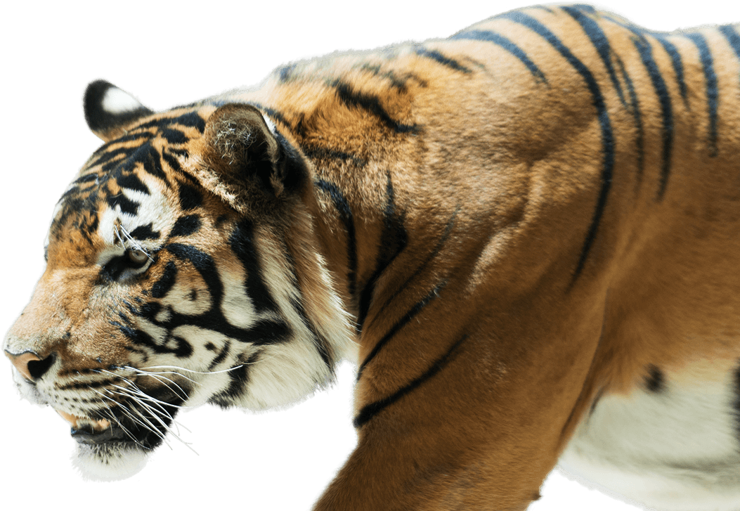 Bengal Tiger (1053x727), Png Download