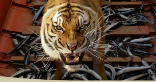 Food Plays A Very Important Role In Training The Tiger - Life Of Pi Rescued (533x377), Png Download